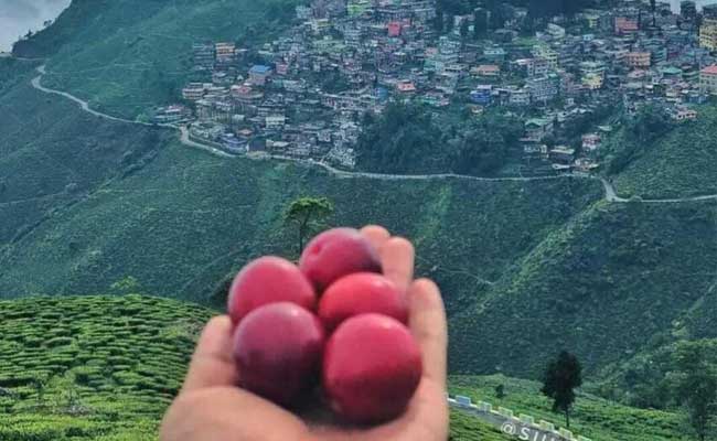 darjeelingtourandtravel