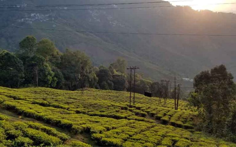 darjeeling tea garden