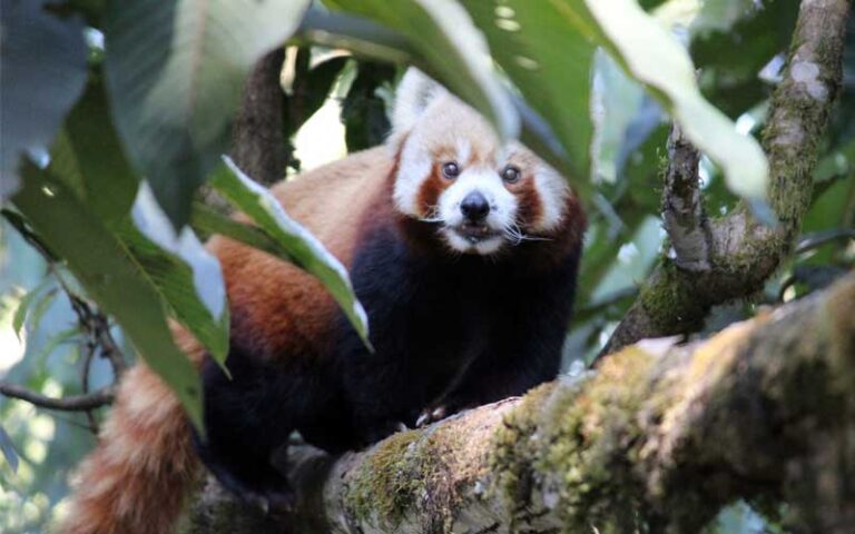 darjeeling red panda