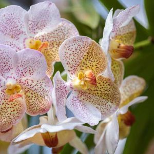 homestaytakdahdarjeeling